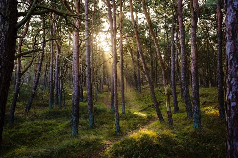 Mystical Woods Wedding